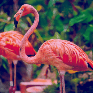 Flamingo Pink As Bold As Nature