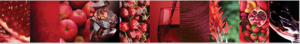 Red-Wine colour palette